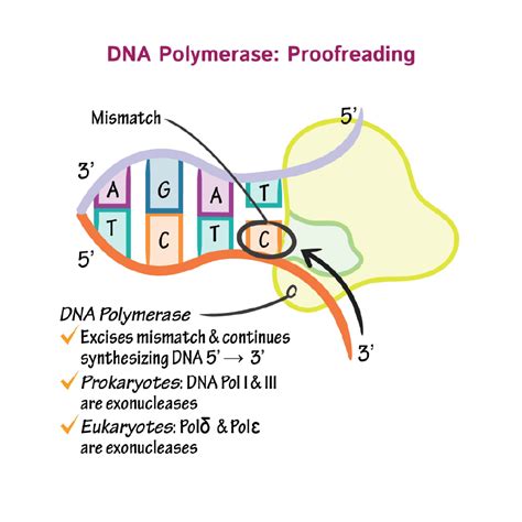 function of dna polymerase 1